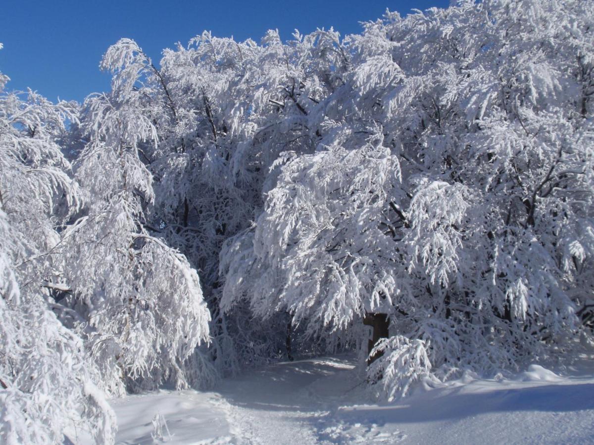 Hotel Hildfelder Stuebchen Winterberg Zewnętrze zdjęcie